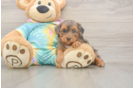 Meet Ares - our Yorkie Poo Puppy Photo  2/3 - Premier Pups Popular Yorkie Poo Poodle Mix Pup