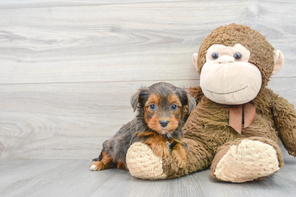 Playful Yorkie Doodle Poodle Mix Puppy