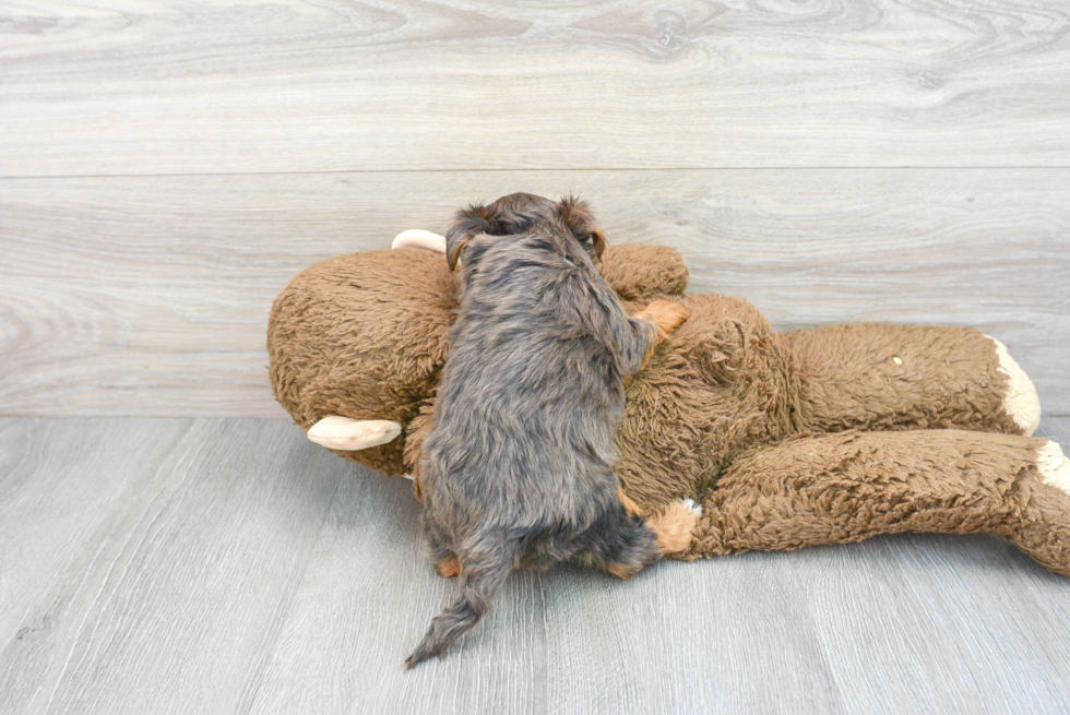 Adorable Yorkie Doodle Poodle Mix Puppy