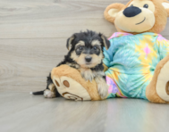 7 week old Yorkie Poo Puppy For Sale - Premier Pups