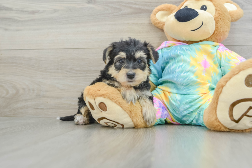 Hypoallergenic Yorkie Doodle Poodle Mix Puppy