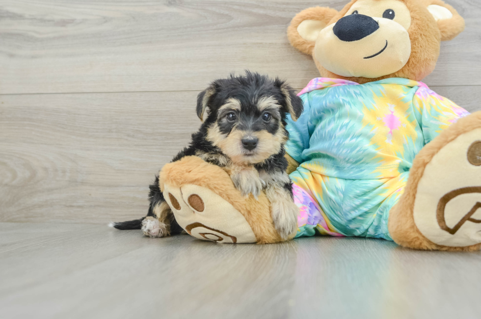 6 week old Yorkie Poo Puppy For Sale - Premier Pups