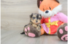 Yorkie Poo Pup Being Cute