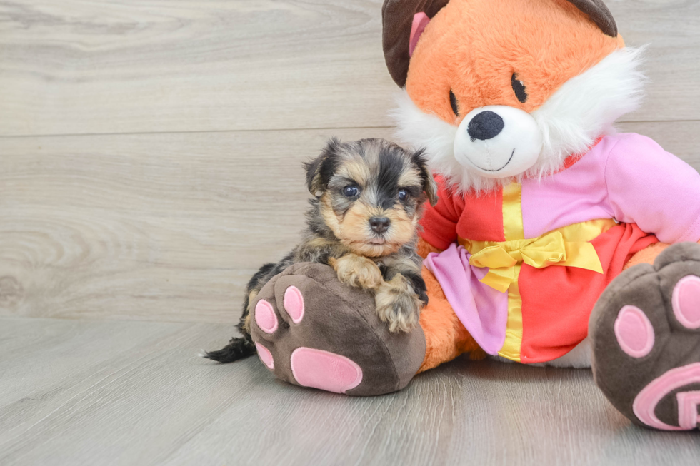 Yorkie Poo Pup Being Cute