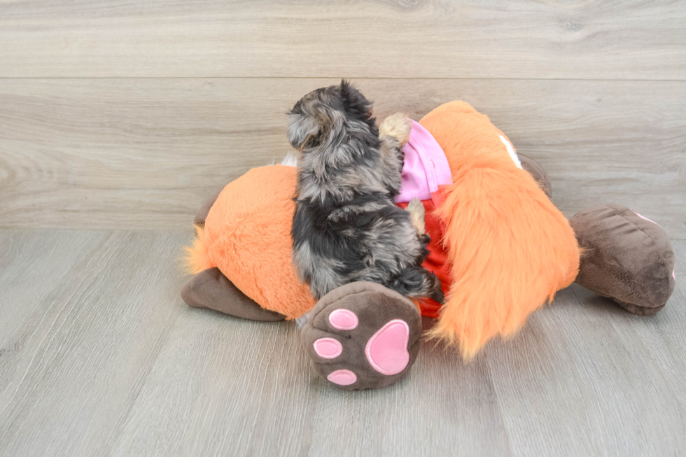 Little Yorkie Poodle Mix Poodle Mix Puppy