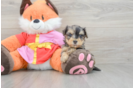 Yorkie Poo Pup Being Cute