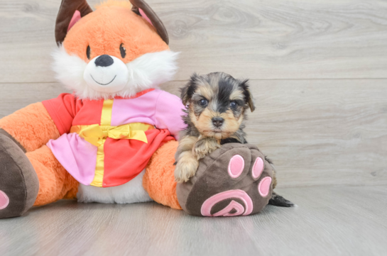Yorkie Poo Pup Being Cute