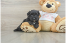 Yorkie Poo Pup Being Cute