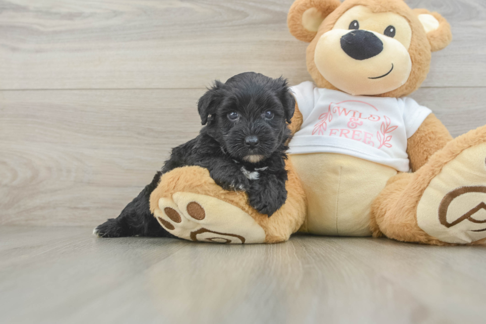 Yorkie Poo Pup Being Cute