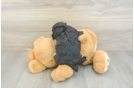 Yorkie Poo Pup Being Cute