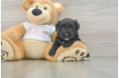 Yorkie Poo Pup Being Cute