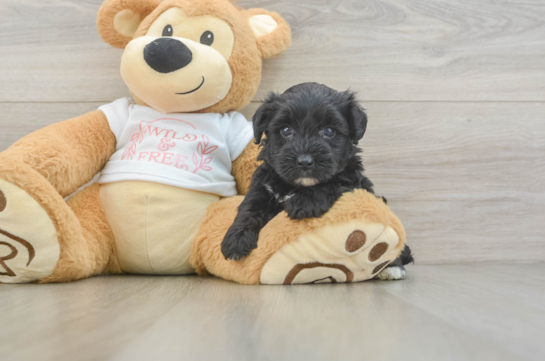 Yorkie Poo Pup Being Cute
