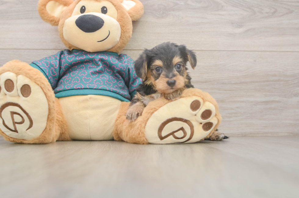 5 week old Yorkie Poo Puppy For Sale - Premier Pups