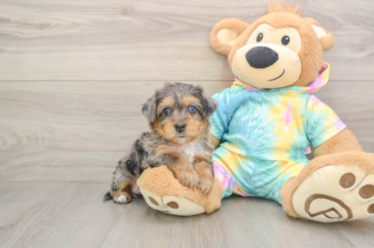 Happy Yorkie Poo Baby