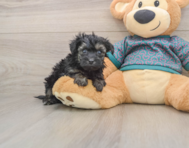 8 week old Yorkie Poo Puppy For Sale - Premier Pups