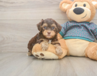 7 week old Yorkie Poo Puppy For Sale - Premier Pups