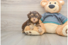 Best Yorkie Poo Baby