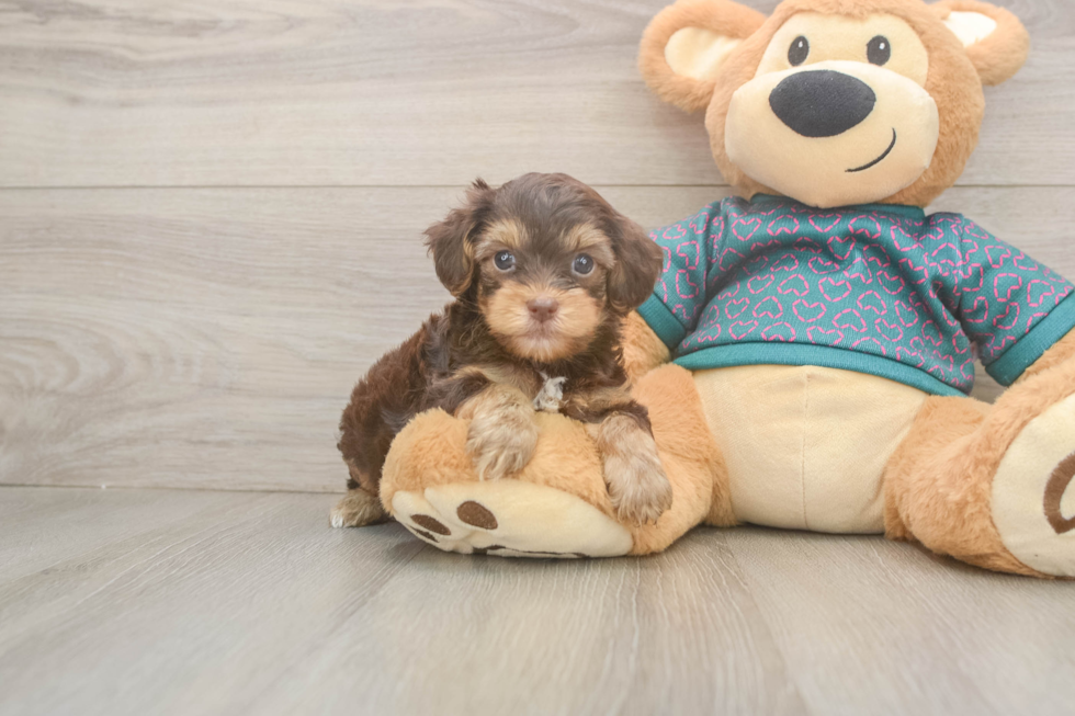 Best Yorkie Poo Baby