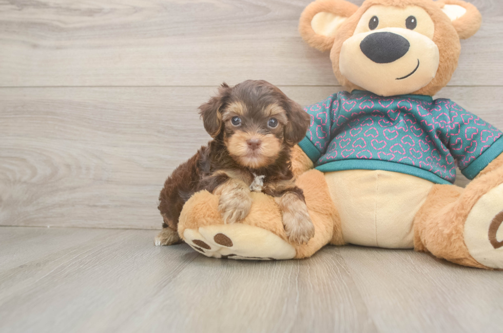 5 week old Yorkie Poo Puppy For Sale - Premier Pups
