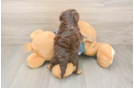 Cute Yorkie Poo Baby