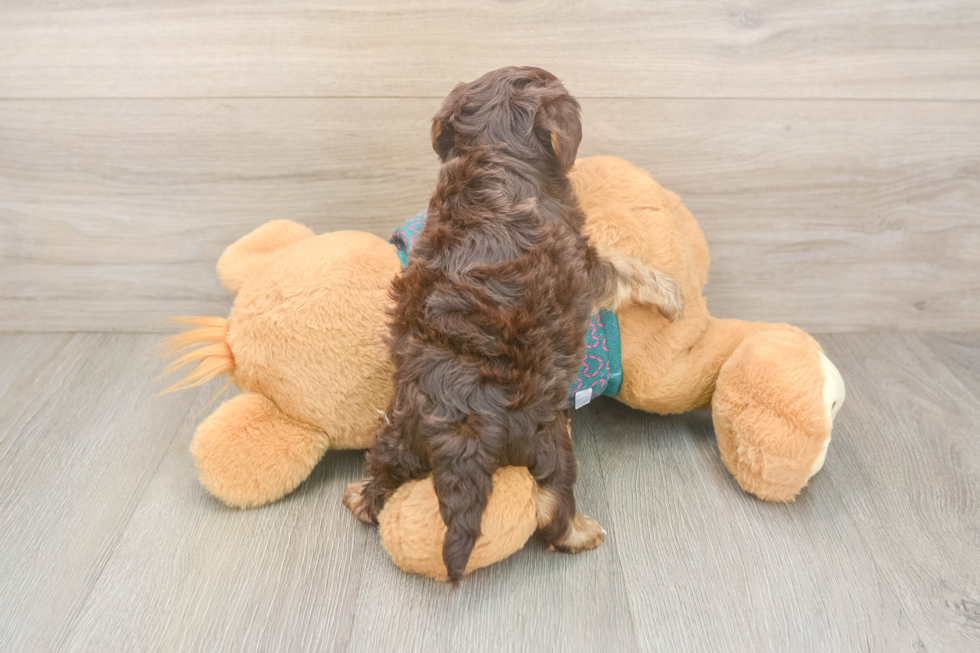 Cute Yorkie Poo Baby
