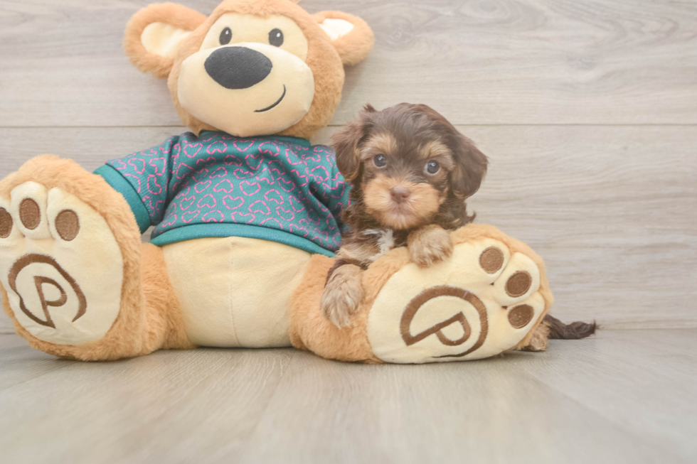 Yorkie Poo Puppy for Adoption