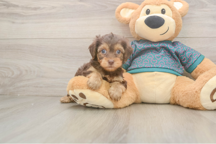 Yorkie Poo Pup Being Cute