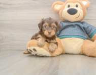 7 week old Yorkie Poo Puppy For Sale - Premier Pups