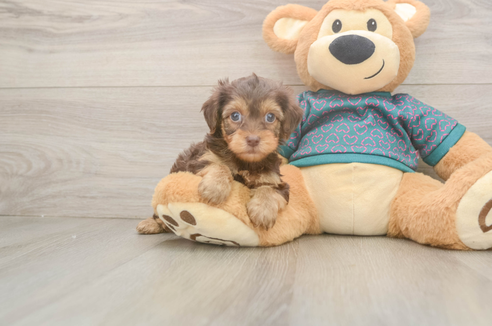 5 week old Yorkie Poo Puppy For Sale - Premier Pups