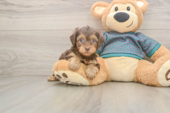 Yorkie Poo Pup Being Cute