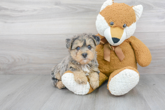 Yorkie Poo Puppy for Adoption