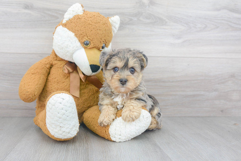 Hypoallergenic Yorkie Doodle Poodle Mix Puppy