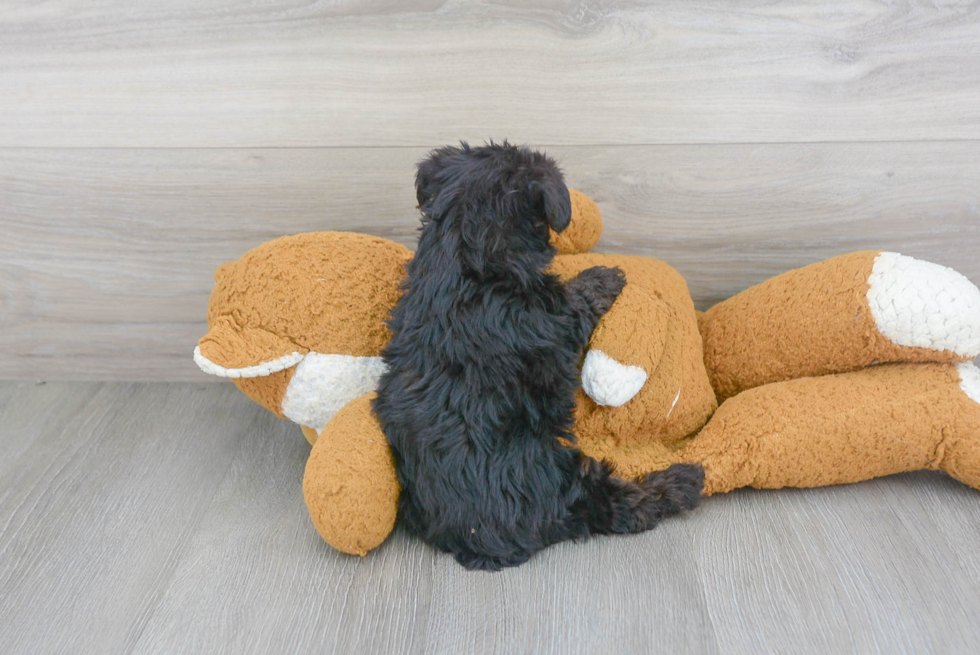 Smart Yorkie Poo Poodle Mix Pup