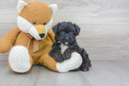 Happy Yorkie Poo Baby