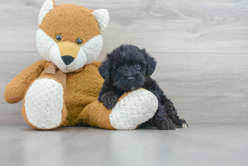 Popular Yorkie Poo Poodle Mix Pup