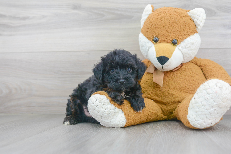 Yorkie Poo Puppy for Adoption