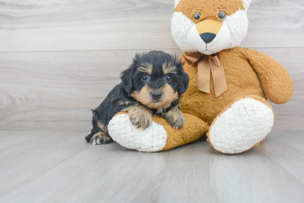 Yorkie Poo Pup Being Cute