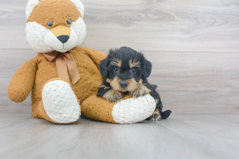 Playful Yorkie Doodle Poodle Mix Puppy