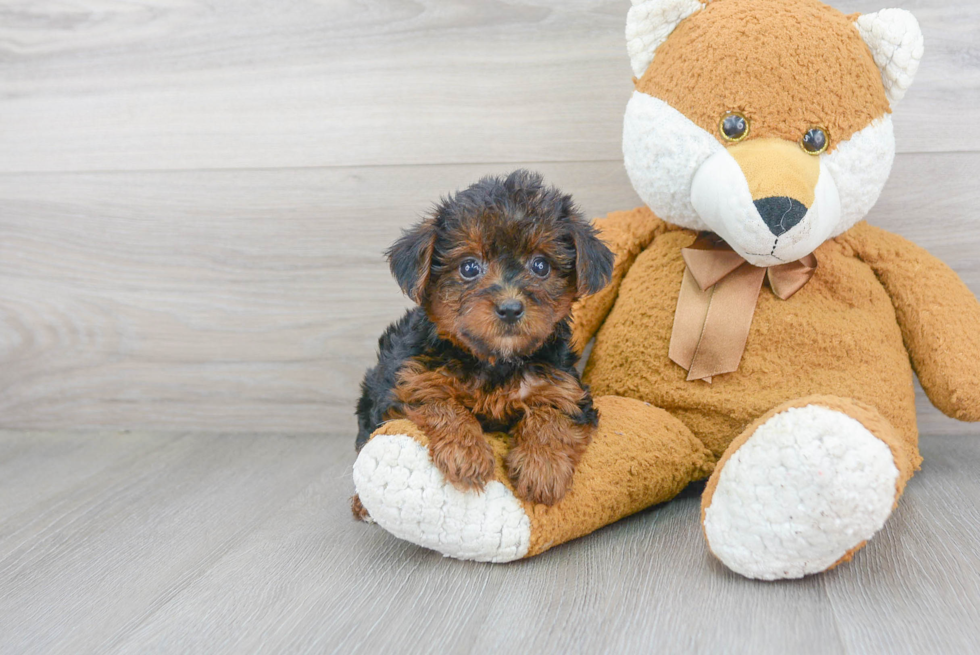 Little Yorkie Doodle Poodle Mix Puppy