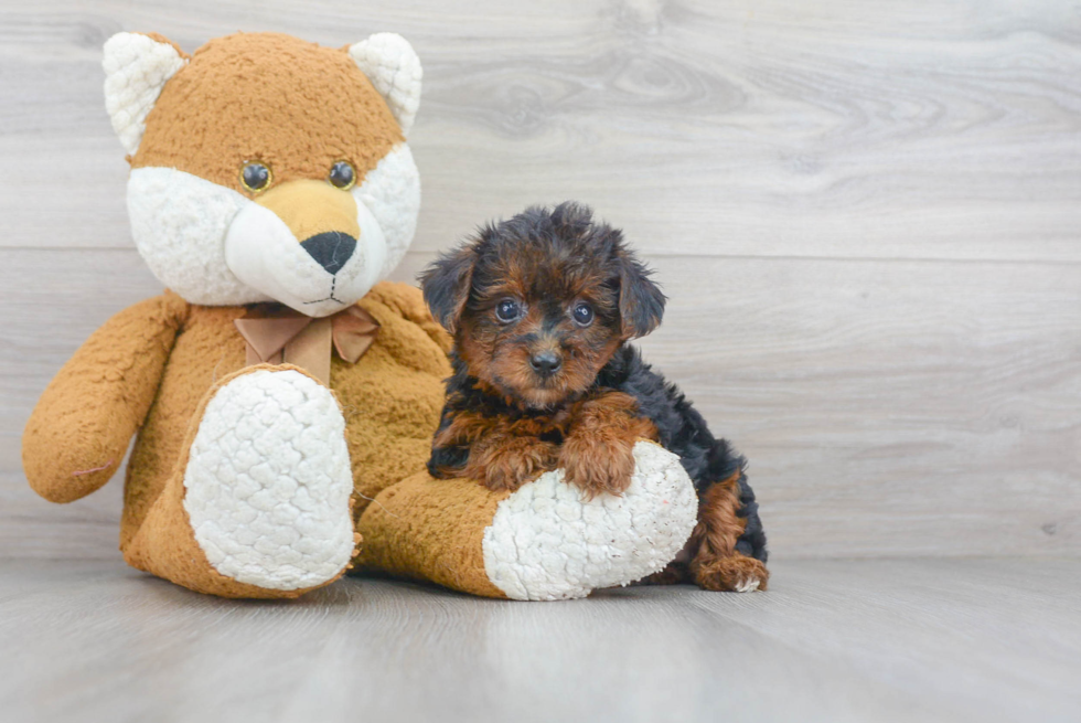 Hypoallergenic Yorkie Doodle Poodle Mix Puppy