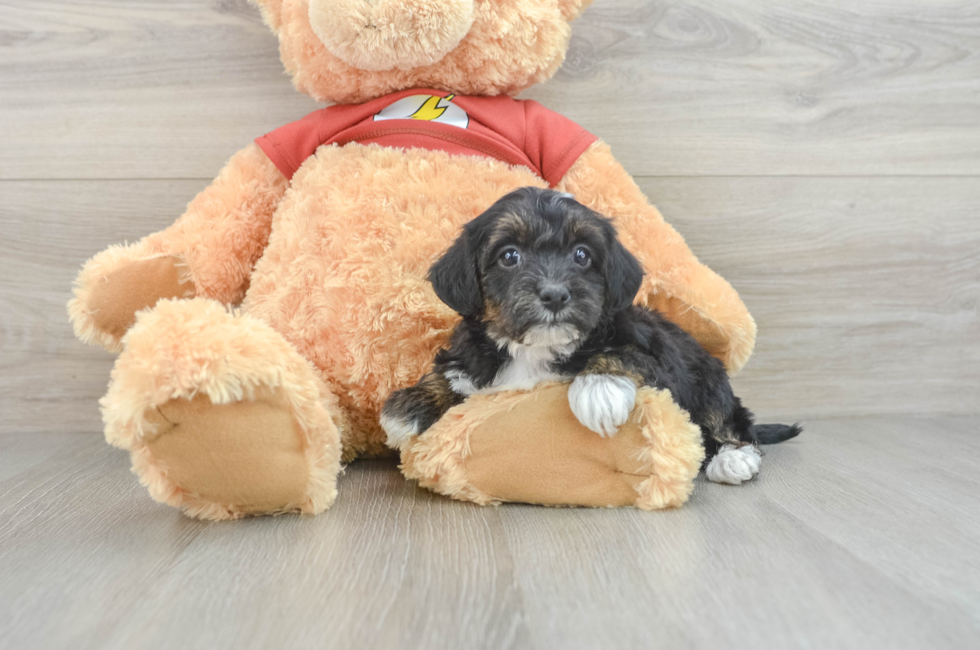 7 week old Yorkie Poo Puppy For Sale - Premier Pups