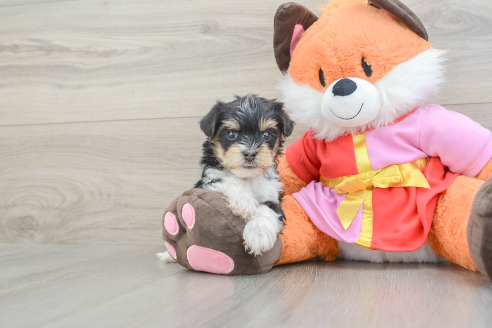 Fluffy Yorkie Poo Poodle Mix Pup