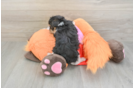 Best Yorkie Poo Baby
