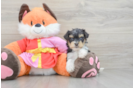 Yorkie Poo Puppy for Adoption