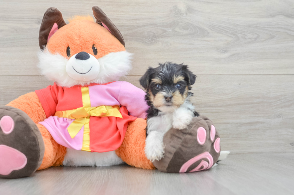 5 week old Yorkie Poo Puppy For Sale - Premier Pups