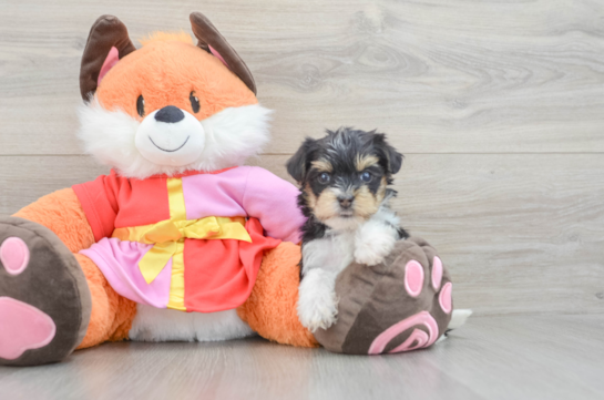 Yorkie Poo Puppy for Adoption