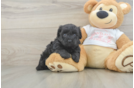 Friendly Yorkie Poo Baby
