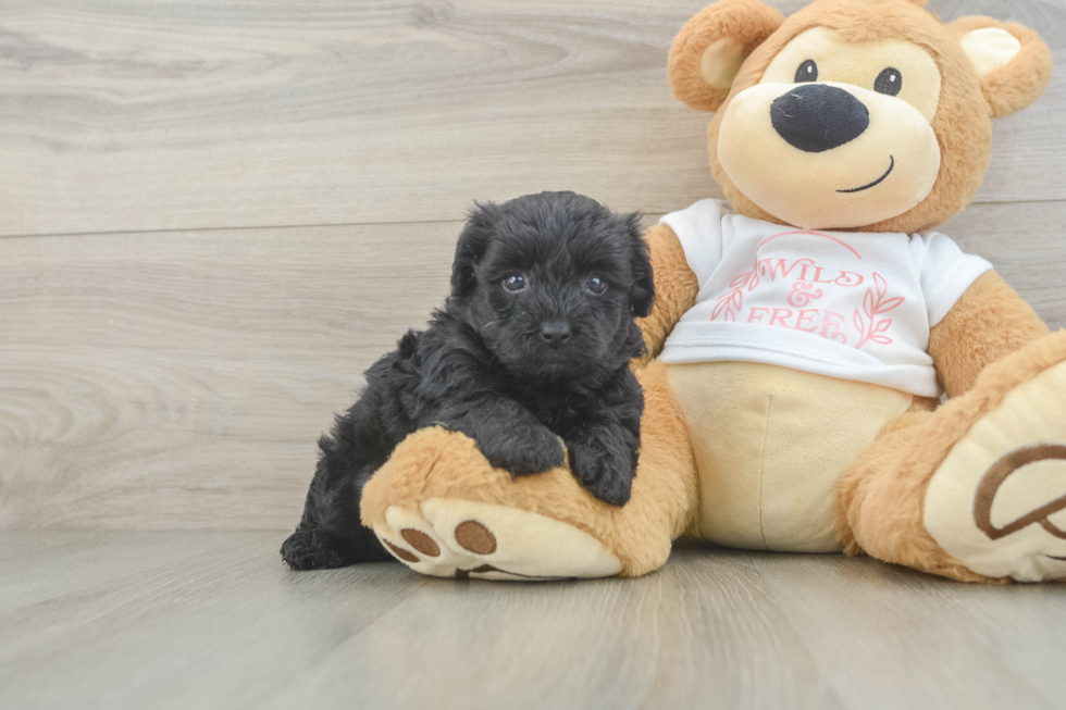 Friendly Yorkie Poo Baby
