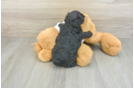 Little Yorkie Poodle Mix Poodle Mix Puppy