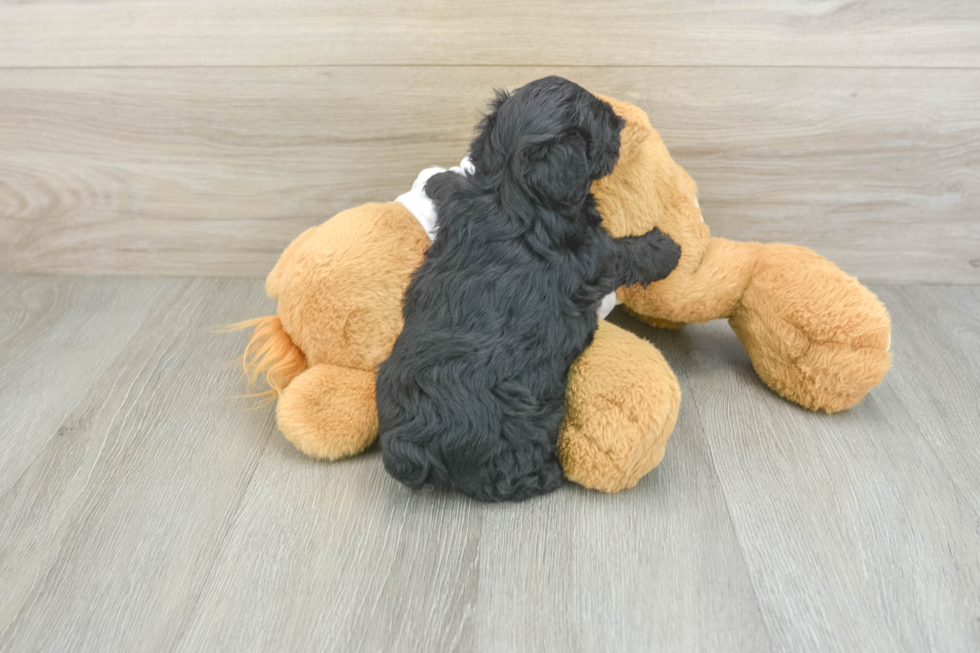 Little Yorkie Poodle Mix Poodle Mix Puppy